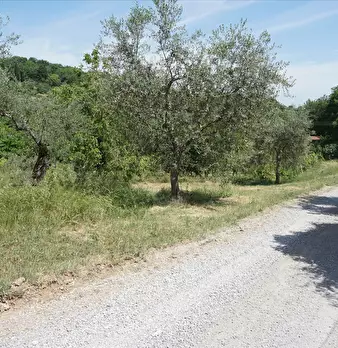 Foto annuncio 9