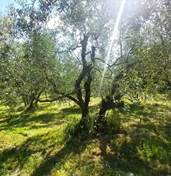 Foto annuncio 10