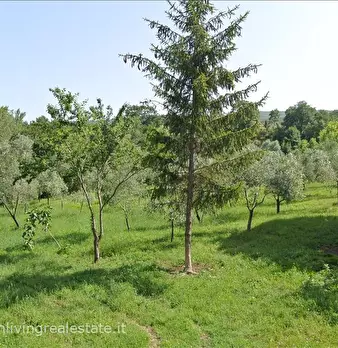 Foto annuncio 7