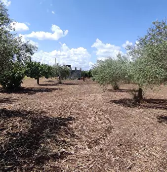 Foto annuncio 7