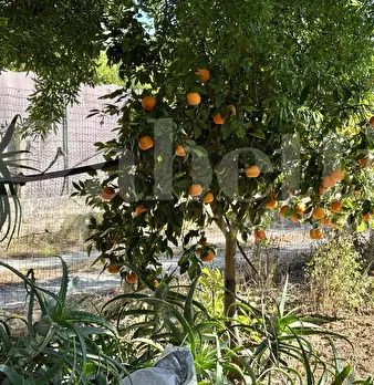 Foto annuncio 23