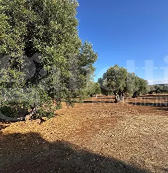 Foto annuncio 17