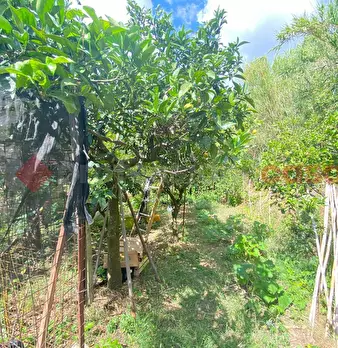Foto annuncio 30