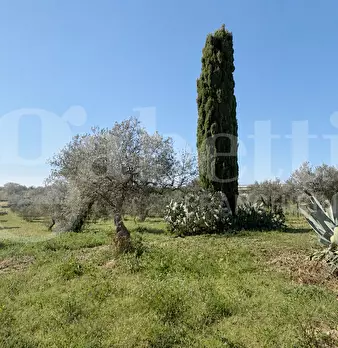 Foto annuncio 21