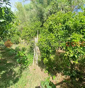Foto annuncio 33