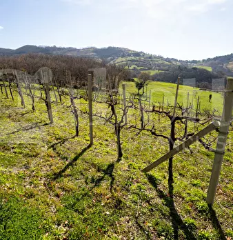 Foto annuncio 40