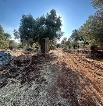 Foto annuncio 10