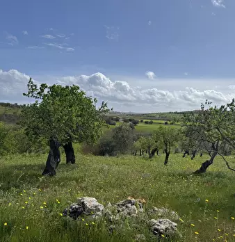 Foto annuncio 4