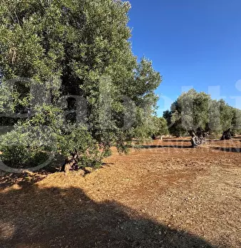 Foto annuncio 15