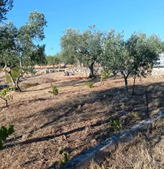 Foto annuncio 13