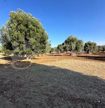 Foto annuncio 19