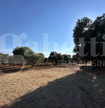 Foto annuncio 16