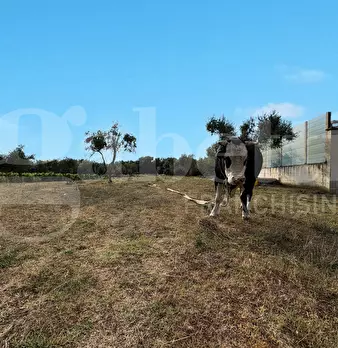 Foto annuncio 12