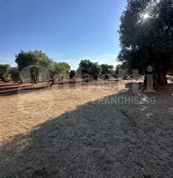 Foto annuncio 14