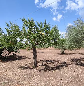 Foto annuncio 15