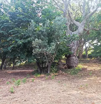 Foto annuncio 32