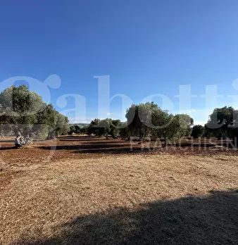 Foto annuncio 13