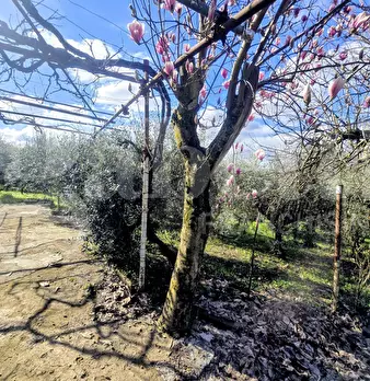 Foto annuncio 20