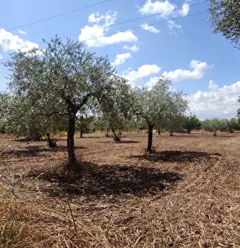 Foto annuncio 5