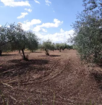 Foto annuncio 4