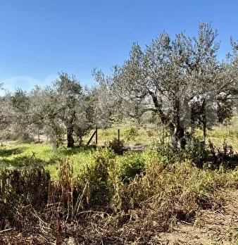 Foto annuncio 32