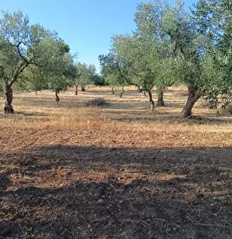 Foto annuncio 12