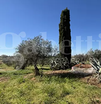 Foto annuncio 27