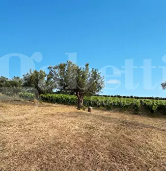 Foto annuncio 16