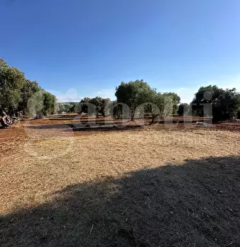 Foto annuncio 12