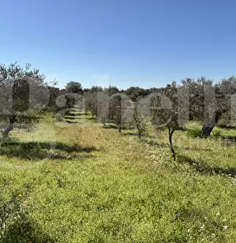 Foto annuncio 43