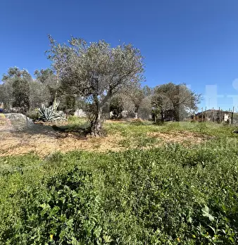 Foto annuncio 41