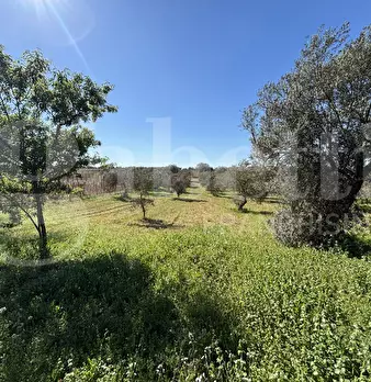 Foto annuncio 28