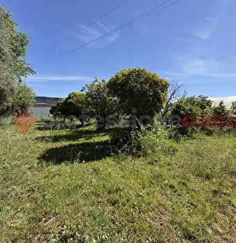 Foto annuncio 50