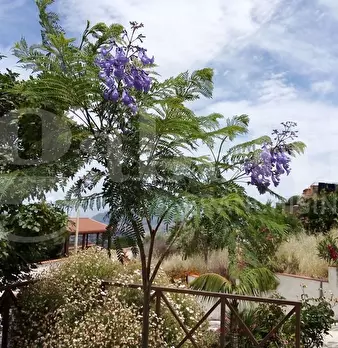 Foto annuncio 8