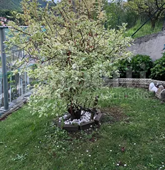 Foto annuncio 9