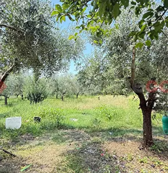 Foto annuncio 9