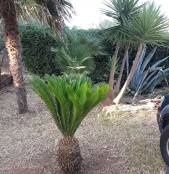Foto annuncio 38