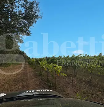 Foto annuncio 21
