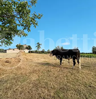 Foto annuncio 13