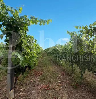 Foto annuncio 20
