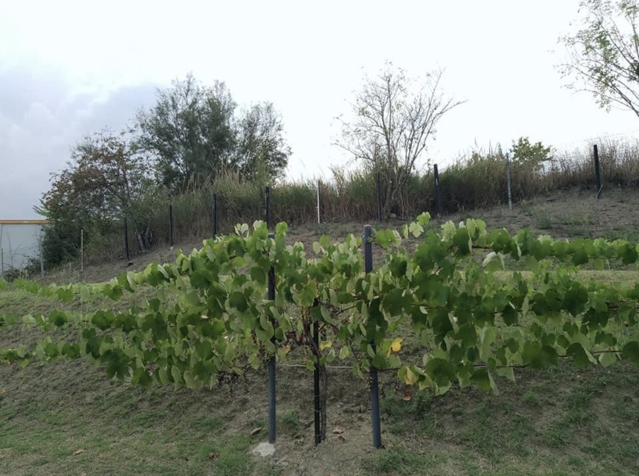 Immagine 8 di Villetta a schiera in vendita  in Via Cà Onofri 34 a Sogliano Al Rubicone