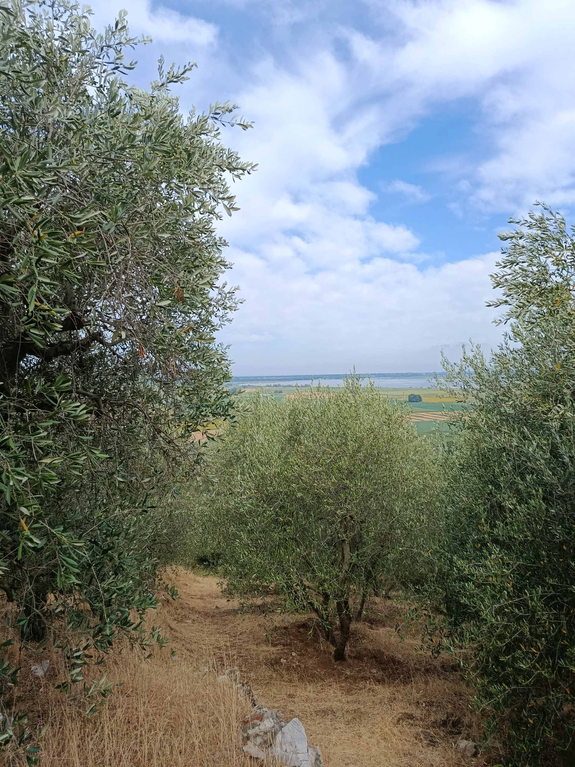 Foto annuncio 5