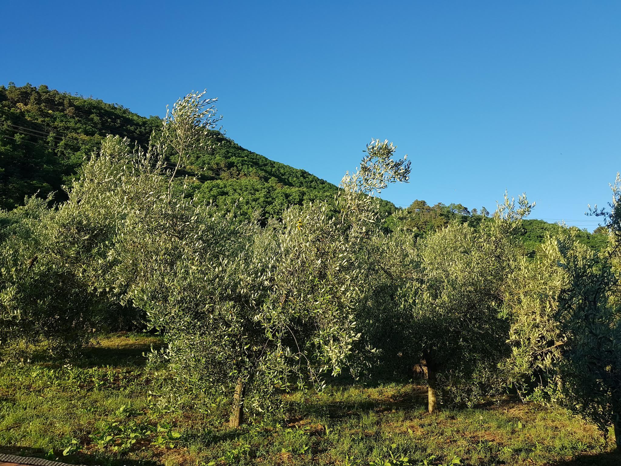 Immagine 19 di Rustico / casale in vendita  in Via di Matraia a Capannori