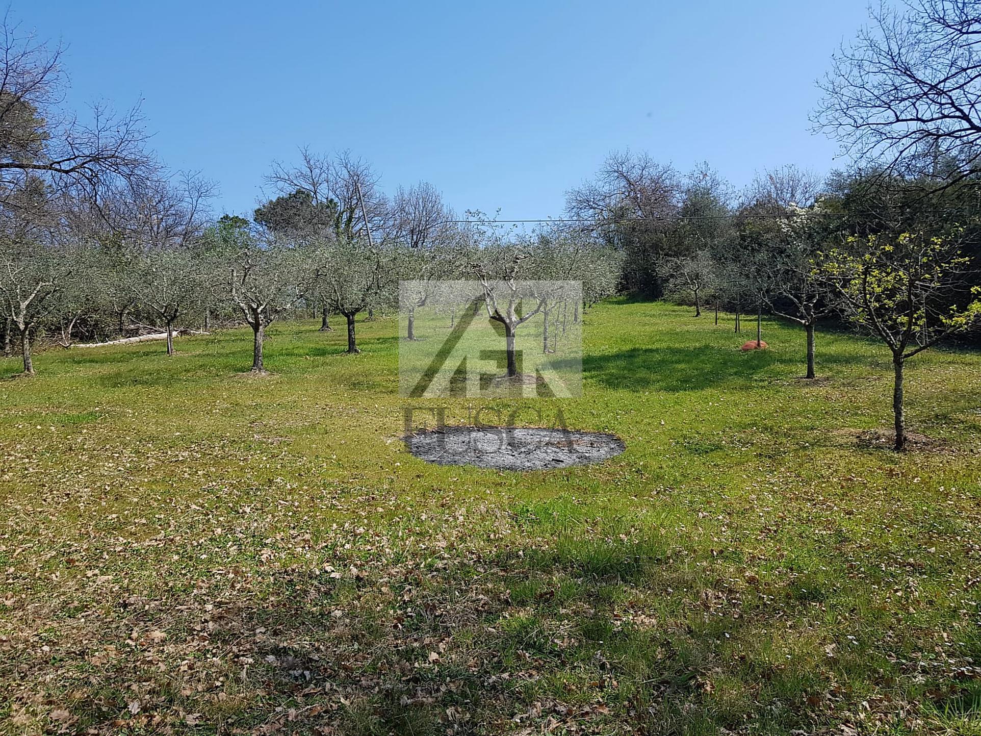 Immagine 8 di Villa in vendita  in Via montebonelli a Lucca