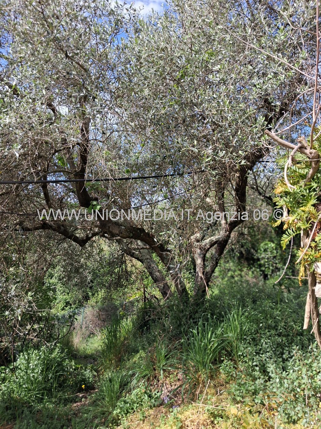 Foto annuncio 6