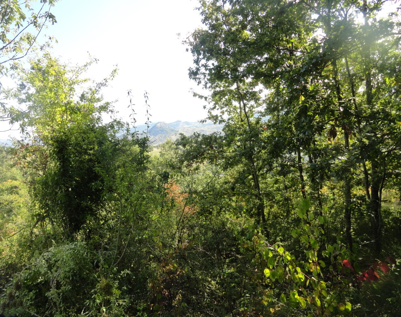 Foto annuncio 6