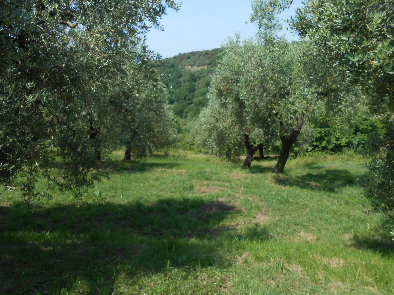 Immagine 6 di Rustico / casale in vendita  in Via per massaciuccoli a San Giuliano Terme