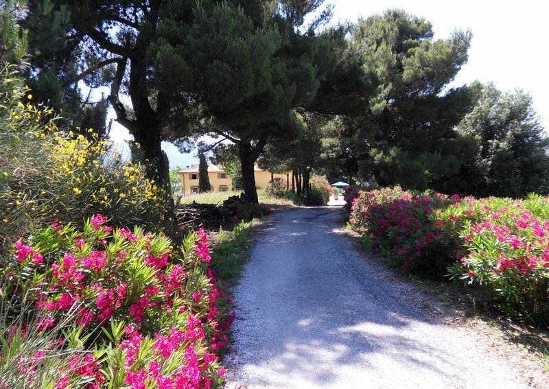Immagine 32 di Rustico / casale in vendita  in Via per massaciuccoli a San Giuliano Terme