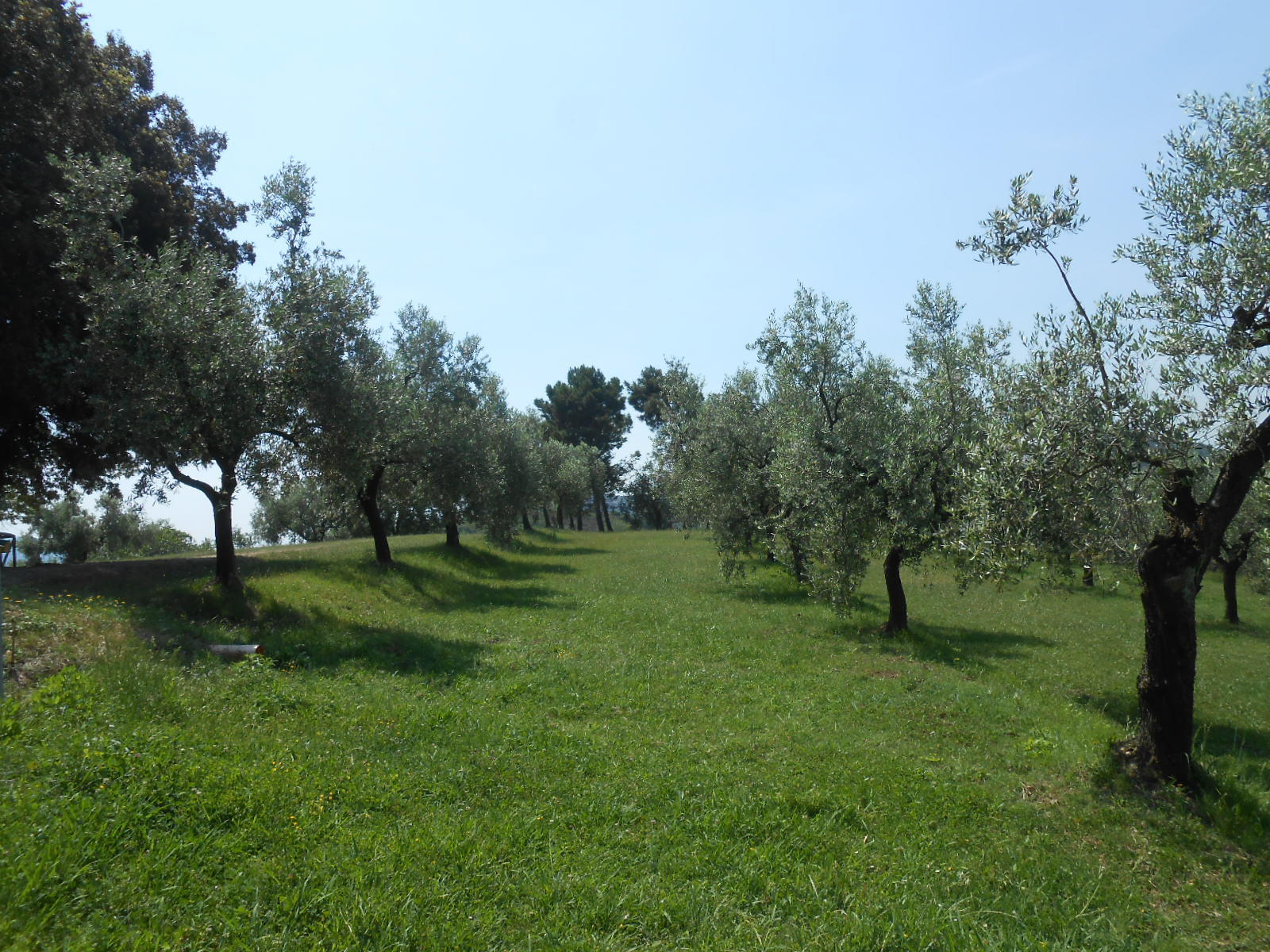 Immagine 7 di Rustico / casale in vendita  in Via per massaciuccoli a San Giuliano Terme