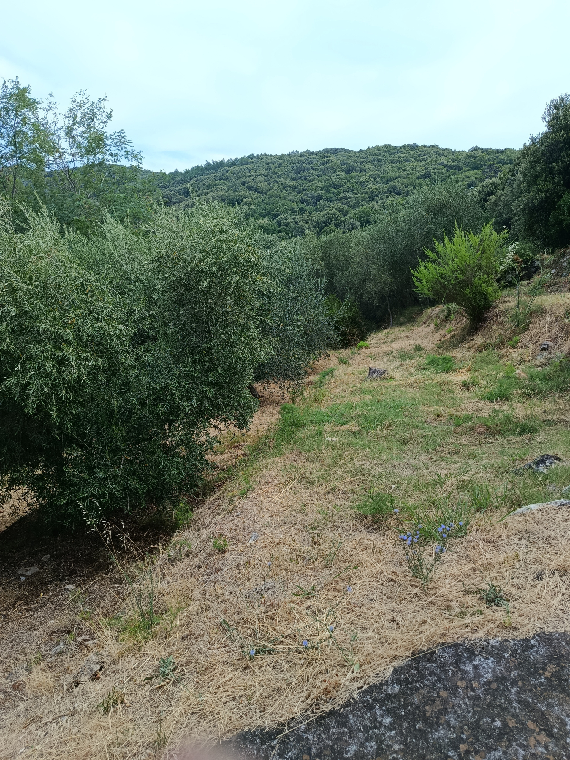 Foto annuncio 3